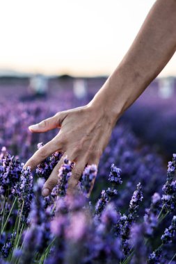 İspanya, Brihuega 'da yakalanan lavanta tarlasında yürüyen bir kadının dikey görüntüsü.