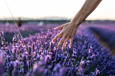 Brihuega, İspanya 'da yakalanan lavanta tarlasında yürüyen bir kadının yatay görüntüsü.