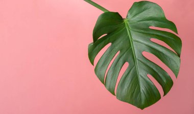 Pembe arka planda kopyalanmış tropik yaprak canavarı. Bahar mevsimi konsepti. Kopyalama alanı olan minimalist kompozisyon