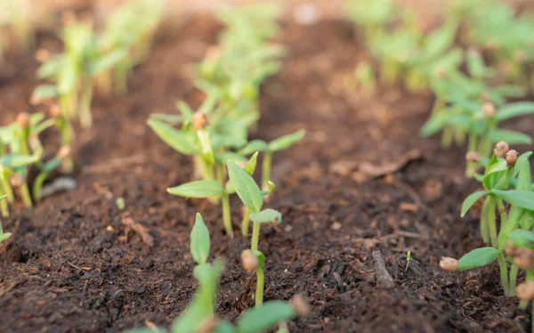 Germes Aubergines Dans Sol Une Serre Cultivée Partir Graines Concept — Photo