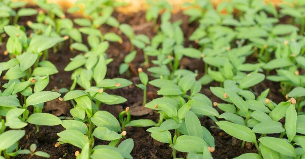 Germes Aubergines Dans Sol Une Serre Cultivée Partir Graines Agriculture — Photo