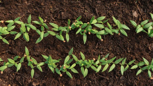 茄子幼苗在温室里的地下 从土壤中发芽的小苗 农产工业 家庭蔬菜种植 农业用地 农业商业概念 — 图库照片
