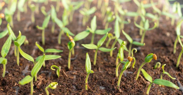 Äggplantor Kacheter Markväxthuset Små Skott Från Jorden Jordbruk Jordbruksindustriellt Komplex — Stockfoto