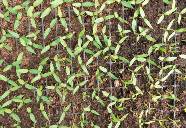 Les Petits Plants Aubergine Cassettes Sont Cultivés Partir Graines Des — Photo