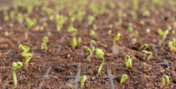 小苗插在带土的花盆里 在温室 农业企业种植有机蔬菜 — 图库照片