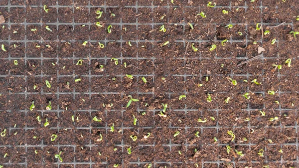 Small Sprouts Cassettes Seedlings Soil Growing Organic Vegetables Greenhouses Agricultural — Stock Photo, Image