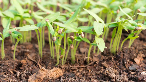 从种子中种植蔬菜 茄子幼苗从温室的土壤中发芽 农产企业 环境消费 素食主义者 有机生态环境概念 — 图库照片