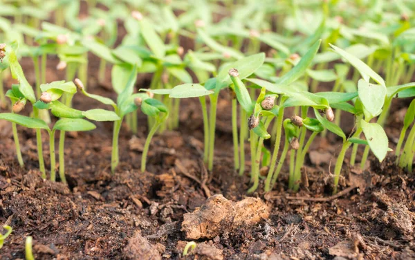 Cultivar Vegetais Partir Sementes Mudas Berinjela Solo Estufa Agricultura Ecologia — Fotografia de Stock