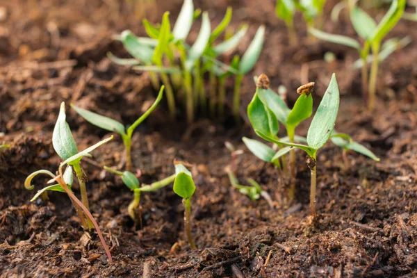 Pepper Seedlings Ground Greenhouse Small Seedlings Grown Seeds Agriculture Agribusiness — Stock Photo, Image