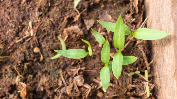 辣椒幼苗在地下 温室效应 在温室 农业企业种植有机蔬菜 — 图库照片