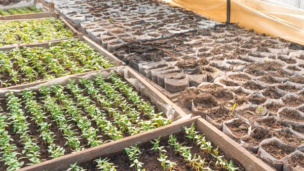 Växthusplantor Små Aubergine Plantor Kassetter Och Lådor Odlas Från Frön — Stockfoto