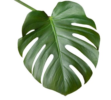 Monstera bitkisinin büyük yeşil yaprağı, beyaza izole edilmiş. Tasarım şablonu