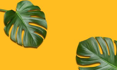Sarı arka planda tropik çiçek canavarı iki yaprak. Yaz seyahati, tatil konsepti. Kopyalama alanı olan minimalist kompozisyon