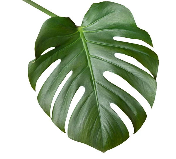 Monstera bitkisinin büyük yeşil yaprağı, beyaza izole edilmiş. Tasarım şablonu