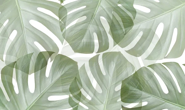 Квітка Монстера Прозора Тропічний Листок Чудовий Літній Фон — стокове фото