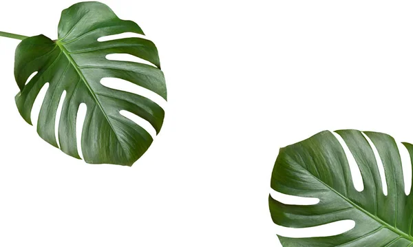 Monstera Twee Bladeren Geïsoleerd Witte Achtergrond Zomervakantie Concept — Stockfoto