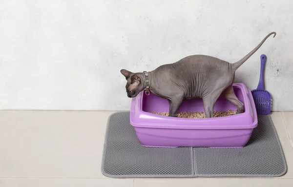 Şirin kedi sfenks tepsisi mor plastik ve yere kepçe ve su geçirmez paspas. Tuvalet ahşabı..