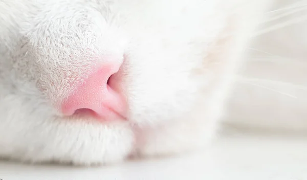 Mignon Macro Gros Plan Nez Rose Félin Chat Blanc Chaton — Photo