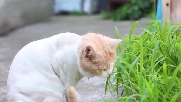 Красивая Подстриженная Скоттиш Фолд Felis Catus Породы Кошка Белыми Красными — стоковое видео