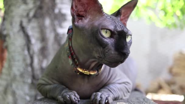 Čistokrevná Kočka Kanadské Sphynx Šedé Barvy Černým Nosem Ležící Lavičce — Stock video