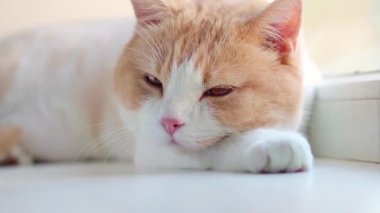 Uykulu, tembel, çok renkli sarı kedi güneşli bir sabahın erken saatlerinde pencere eşiğinde kameraya yaklaşarak uyanıyor. İngiliz Shorthair veya İskoç kedisi pembe burunlu ve turuncu gözlü.