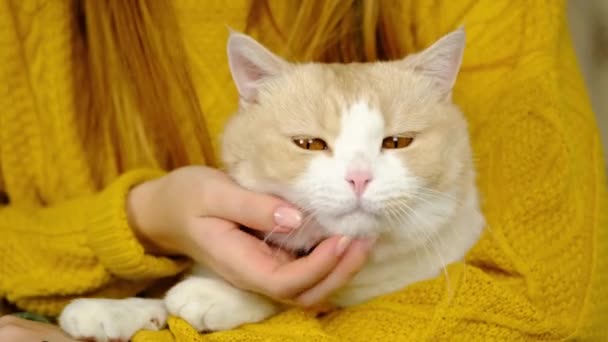 Uma Mulher Suéter Amarelo Acaricia Gato Doméstico Bonito Orgulhoso Raça — Vídeo de Stock