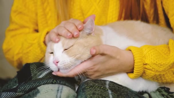 Una Mujer Suéter Amarillo Acaricia Gato Doméstico Hermoso Orgulloso Raza — Vídeos de Stock
