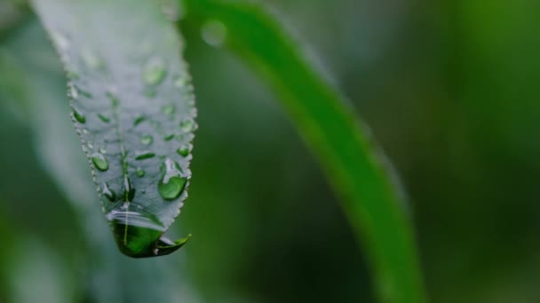 Rain Water Drop Flows Green Leaf Cloudy Dark Weather Late — Stock Video