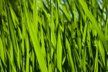 Arkaplan resmi. Uzun yeşil çimenler ve ince yapraklar..