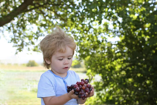 Μικρό Αγόρι Σταφύλια Θαυμάσια Και Γενναιόδωρη Συγκομιδή Ταξίδι Στο Αγρόκτημα — Φωτογραφία Αρχείου