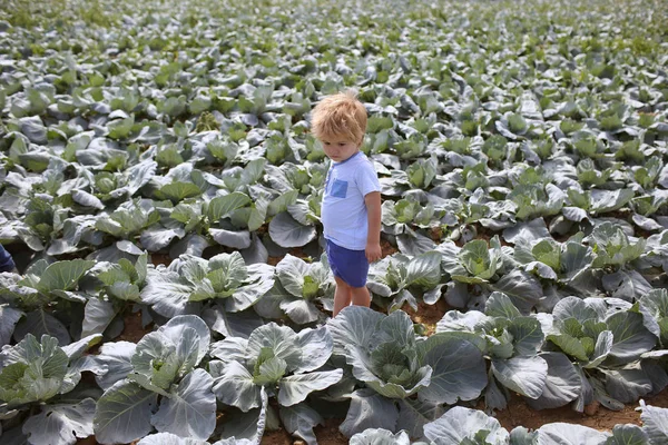 Little child on field with cabbage. Green leaves for salad, diet. Healthy Eating, Healthy food. Background with green cabbage. Vegetables for vegetarians and vegans. Sad little farmer, hard field work