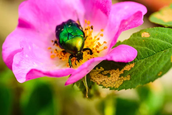 Green beetle on a pink flower. Nature and insects. Natural products, cosmetics and beauty of nature. Rosehip bloom. Nectar as food. Rose Hip Tea