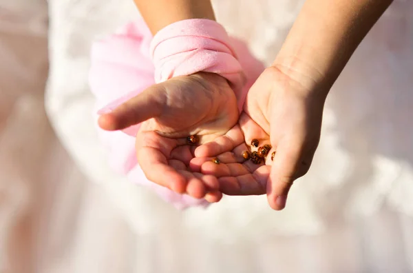 Natural Science Sweet Girl Holds Ladybug Her Hands Children Nature — Stock Photo, Image
