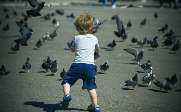 Parkta yürüyüş ve yaz gününde güvercin besleme yürümeye başlayan çocuk. Çok sayıda güvercin sokak akın neşeli sarışın çocuk için. Avrupa kenti Turizm