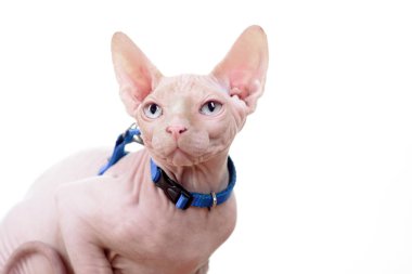 Kedi. Güzel Sfenks. Mavi gözlü sevimli yavru kedi. Kel bir hayvan. Tüysüz Sfenks kedisi. Beyaz arka plan üzerinde izole