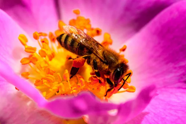 Bee. Spring pink flower and little bee on it. Proces of making honey. Busy. Honey bee polinate violet flower in spring the meadow. Natural season. Close up of honey bee collecting pollen