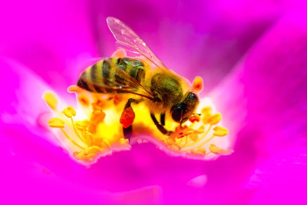 Bee or Honeybee Pollinating Flowers. Honey Bee collecting pollen on pink flower. Bee on flower close up macro while collecting pollen. Work, insect, perfectionism and harvesting. Beautiful insect