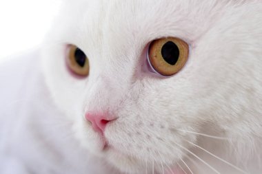 Pet cats. Cat face close up. White fluffy kitten