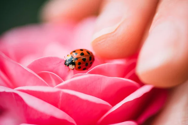 Primavera. Naturaleza rosa. Señora y mariquita. Manicura en un salón de lujo . — Foto de Stock