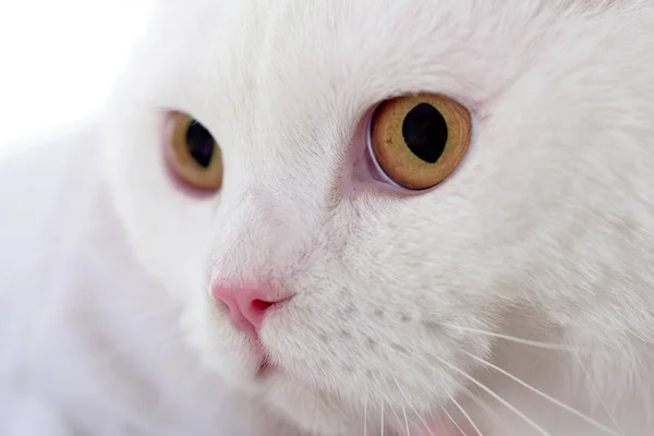 Gatos de estimação. Cara de gato de perto. Gatinho fofo branco — Fotografia de Stock