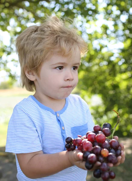 Child holds ripe red grapes. Cute boy eating grapes. Healthy eating concept with boy and grapes. Baby boy in vineyard. Toddler kid with fruit. Healthcare — Stock Photo, Image