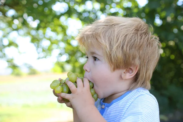 Child eats grape. Sweet healthy fruit, berry with vitamins. Autumn harvest. Delicious snack. Food and Nutrition for Children. Cute child in nature, good appetite. Green grapes for dessert. Ripe fruit — Stock Photo, Image