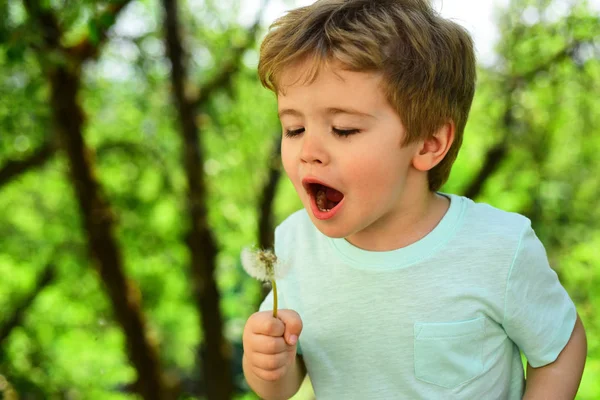 Junge bläst auf Löwenzahnblüte. Blütenallergie im Frühling. kleiner Junge im Wald. grüne Bäume im Hintergrund. Blasprozess zur Entwicklung der Atmung. Niedliche junge Entdecker auf Spaziergang im Park — Stockfoto