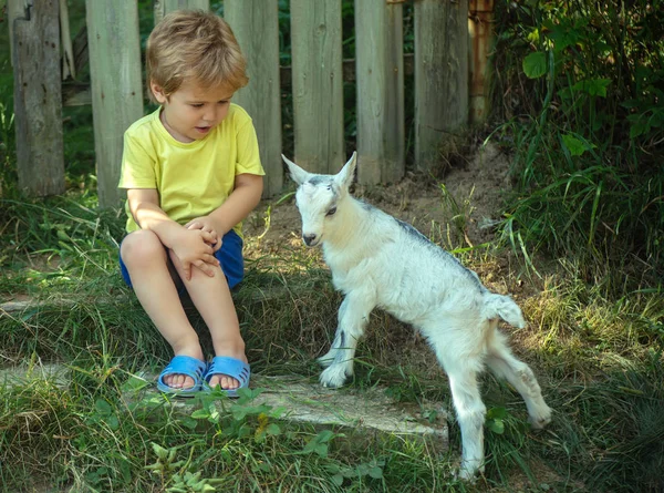 Cute little boy is afraid of little goat. Friends in garden, household and household products, healthy food, milk from farm. Communication and friendship. Shy boy. Childhood nature, ecology natural — Stock Photo, Image