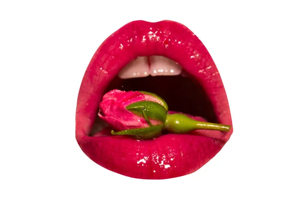 Naturkosmetik, stieg in den Mund. schöne glänzende rosa Lippen mit Lippenstift und Glanz. Ein Mädchen hält eine schöne Blume im Mund. Veganer, Rosenmarmelade, Glamour und Modekosmetik — Stockfoto