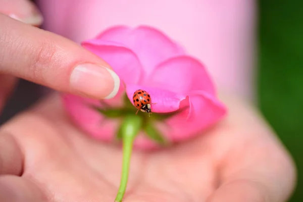 Flor rosa de primavera y escarabajo mariquita. Cosmética natural. Manicura desnuda. Salón de belleza . — Foto de Stock