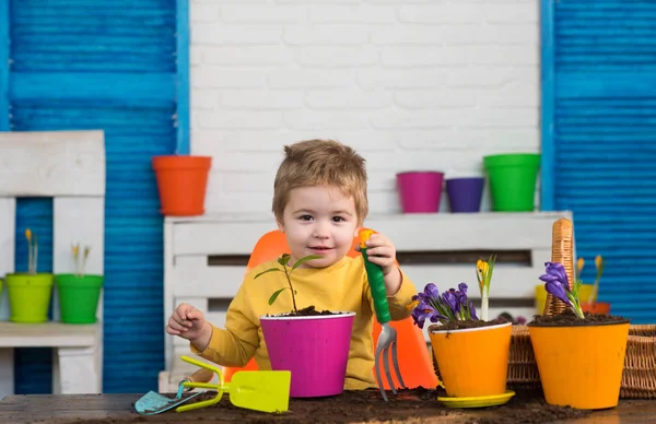 少年は土鍋で木を植えること。鍋に工場と小さな子供。春の花とガーデニング. — ストック写真