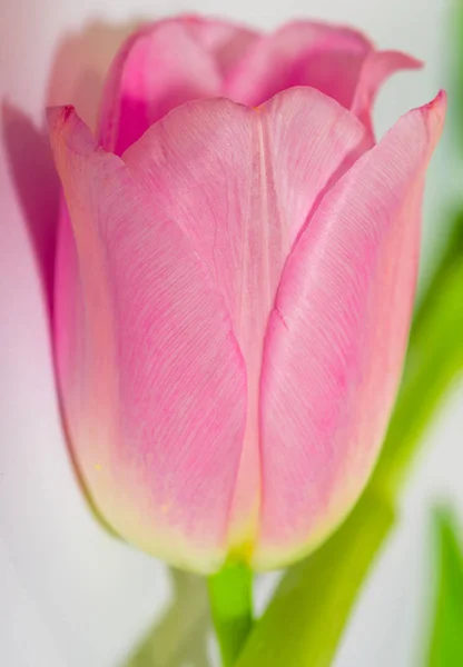 Pink tulip. Close-up pink tulip isolated on white. Spring flowers. Tulips on pastel colors background. Greeting card retro vintage style. Mother day, easter greeting card.