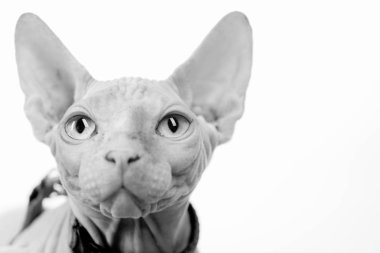Kel. Kel kedi. Güzel Sfenks. Mavi gözlü sevimli kedi yavrusu. Siyah beyaz hayvan portre. Hayvanlar için PET gıda veya oyuncaklar. Beyaz arka planda izole bir sürpriz kedi çekim, portre.