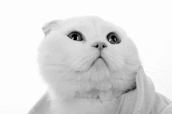 White cat. Portrait of an animal. Cozy home comfort. White wool cute kitten. Muzzle of a cat close up. Pet. — Stock Photo, Image